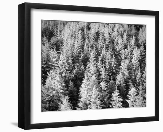 Snow-Covered Trees in Winter-Marcus Lange-Framed Photographic Print