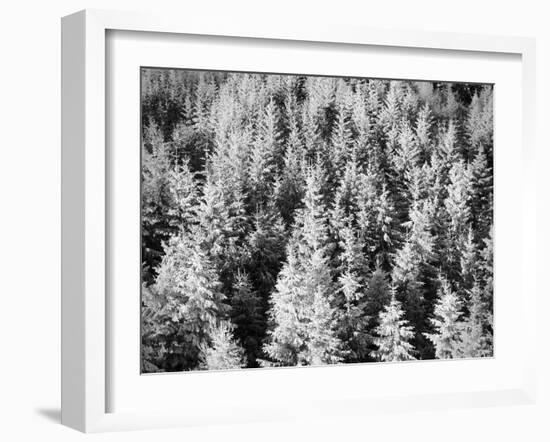 Snow-Covered Trees in Winter-Marcus Lange-Framed Photographic Print