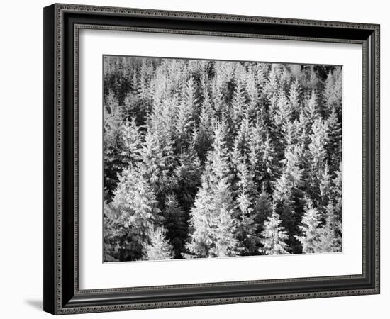 Snow-Covered Trees in Winter-Marcus Lange-Framed Photographic Print