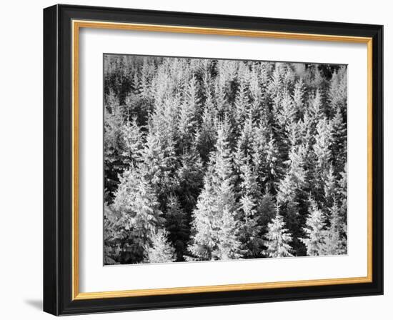 Snow-Covered Trees in Winter-Marcus Lange-Framed Photographic Print