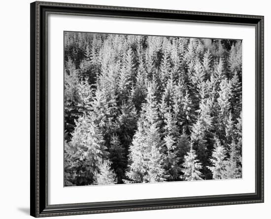 Snow-Covered Trees in Winter-Marcus Lange-Framed Photographic Print