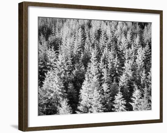 Snow-Covered Trees in Winter-Marcus Lange-Framed Photographic Print