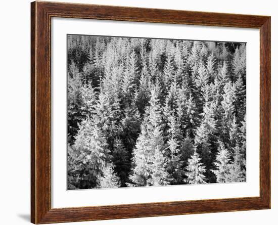 Snow-Covered Trees in Winter-Marcus Lange-Framed Photographic Print