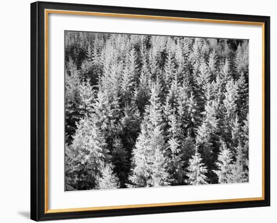 Snow-Covered Trees in Winter-Marcus Lange-Framed Photographic Print