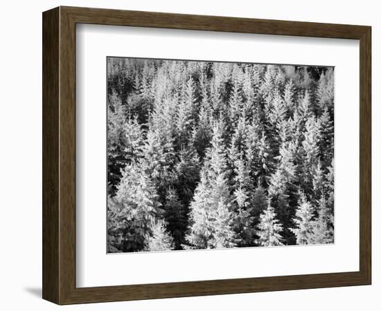 Snow-Covered Trees in Winter-Marcus Lange-Framed Photographic Print