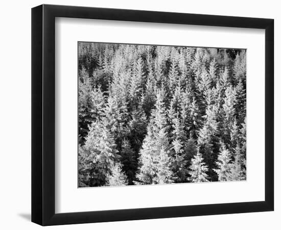 Snow-Covered Trees in Winter-Marcus Lange-Framed Photographic Print