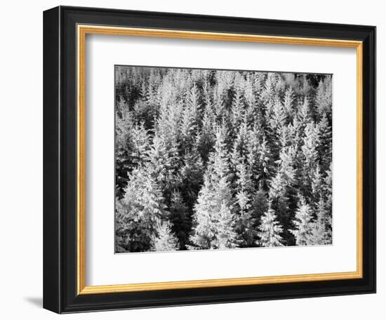 Snow-Covered Trees in Winter-Marcus Lange-Framed Photographic Print