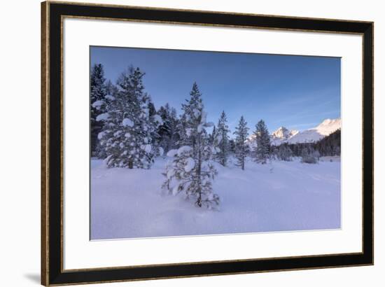 Snow covered trees, Lej da Staz, St. Moritz, Engadine, Canton of Graubunden (Grisons), Switzerland,-Roberto Moiola-Framed Photographic Print