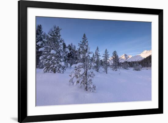 Snow covered trees, Lej da Staz, St. Moritz, Engadine, Canton of Graubunden (Grisons), Switzerland,-Roberto Moiola-Framed Photographic Print