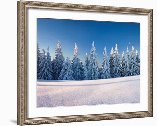 Snow Covered Trees on a Landscape, Belchen Mountain, Black Forest, Baden-Wurttemberg, Germany-null-Framed Photographic Print