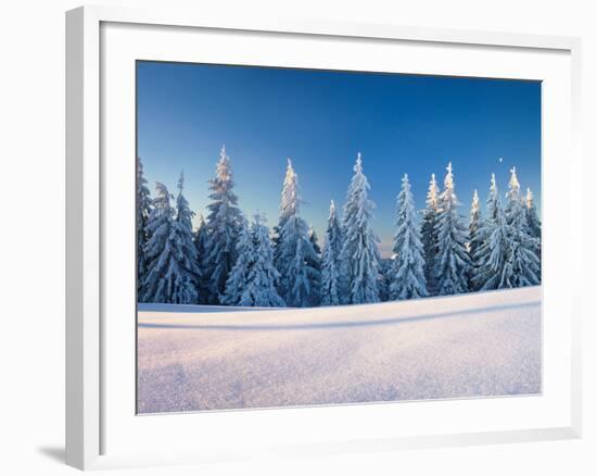 Snow Covered Trees on a Landscape, Belchen Mountain, Black Forest, Baden-Wurttemberg, Germany-null-Framed Photographic Print