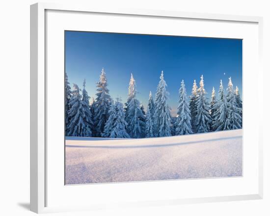 Snow Covered Trees on a Landscape, Belchen Mountain, Black Forest, Baden-Wurttemberg, Germany-null-Framed Photographic Print