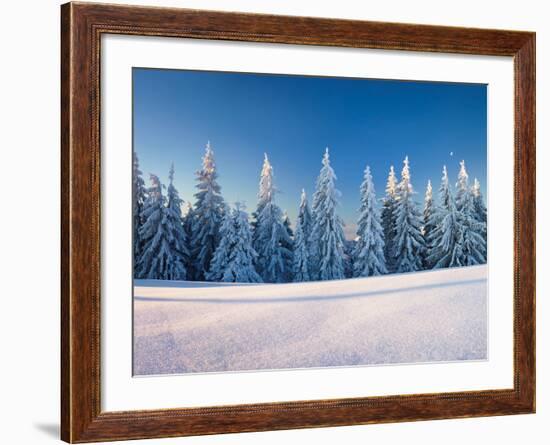 Snow Covered Trees on a Landscape, Belchen Mountain, Black Forest, Baden-Wurttemberg, Germany-null-Framed Photographic Print