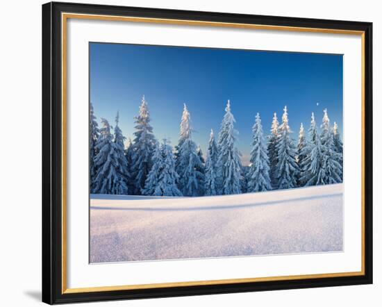 Snow Covered Trees on a Landscape, Belchen Mountain, Black Forest, Baden-Wurttemberg, Germany-null-Framed Photographic Print