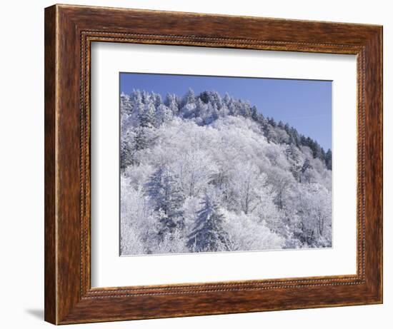 Snow Covered Trees on Mountain Top, Great Smoky Mountains National Park, Tennessee, USA-Adam Jones-Framed Photographic Print