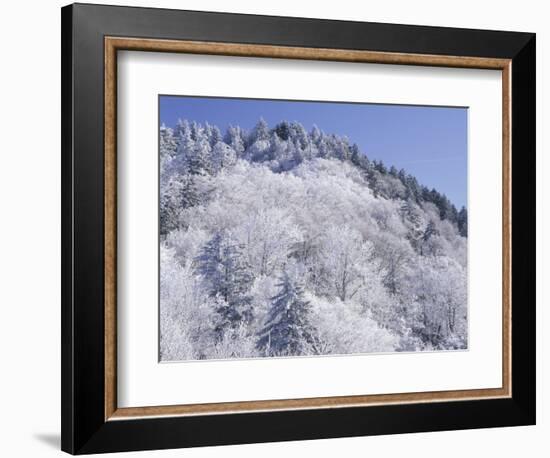 Snow Covered Trees on Mountain Top, Great Smoky Mountains National Park, Tennessee, USA-Adam Jones-Framed Photographic Print