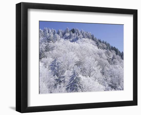 Snow Covered Trees on Mountain Top, Great Smoky Mountains National Park, Tennessee, USA-Adam Jones-Framed Photographic Print