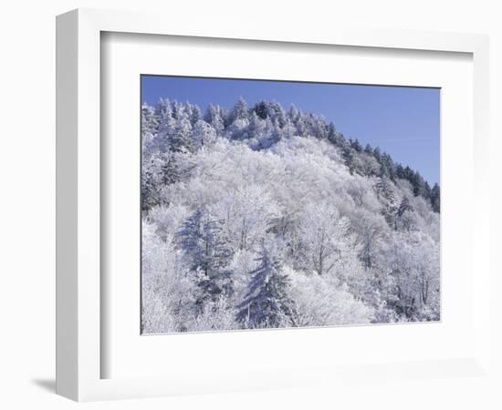 Snow Covered Trees on Mountain Top, Great Smoky Mountains National Park, Tennessee, USA-Adam Jones-Framed Photographic Print