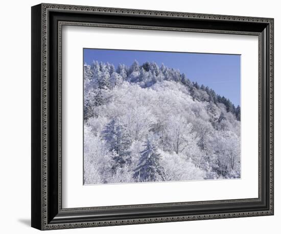 Snow Covered Trees on Mountain Top, Great Smoky Mountains National Park, Tennessee, USA-Adam Jones-Framed Photographic Print