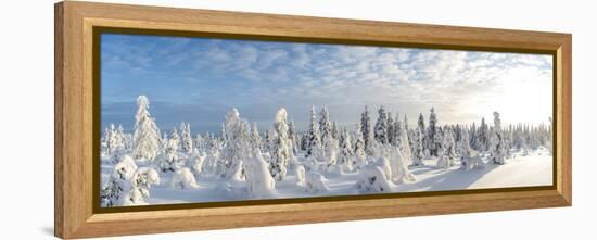 Snow Covered Trees, Riisitunturi National Park, Lapland, Finland-Peter Adams-Framed Premier Image Canvas