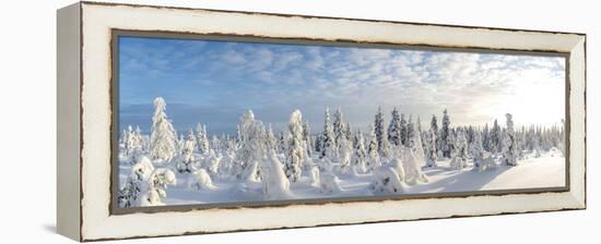 Snow Covered Trees, Riisitunturi National Park, Lapland, Finland-Peter Adams-Framed Premier Image Canvas