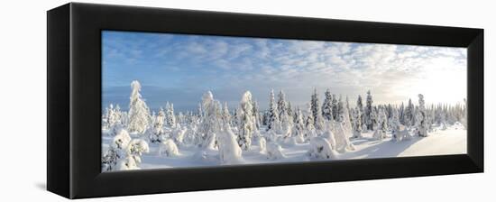 Snow Covered Trees, Riisitunturi National Park, Lapland, Finland-Peter Adams-Framed Premier Image Canvas