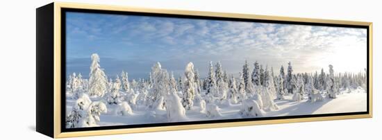 Snow Covered Trees, Riisitunturi National Park, Lapland, Finland-Peter Adams-Framed Premier Image Canvas