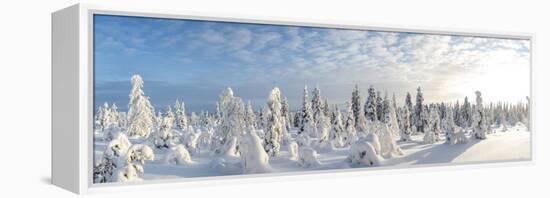 Snow Covered Trees, Riisitunturi National Park, Lapland, Finland-Peter Adams-Framed Premier Image Canvas