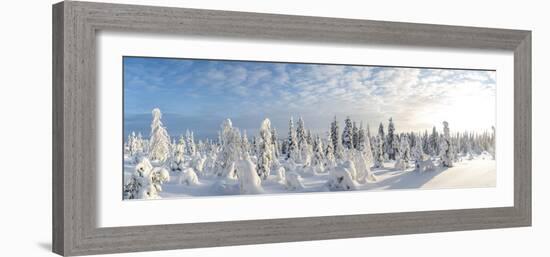 Snow Covered Trees, Riisitunturi National Park, Lapland, Finland-Peter Adams-Framed Photographic Print