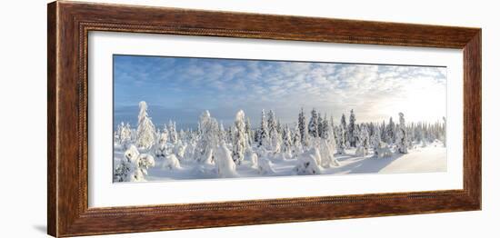 Snow Covered Trees, Riisitunturi National Park, Lapland, Finland-Peter Adams-Framed Photographic Print