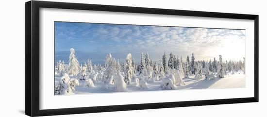 Snow Covered Trees, Riisitunturi National Park, Lapland, Finland-Peter Adams-Framed Photographic Print