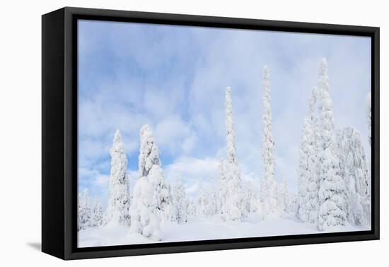 Snow Covered Trees, Riisitunturi National Park, Lapland, Finland-Peter Adams-Framed Premier Image Canvas