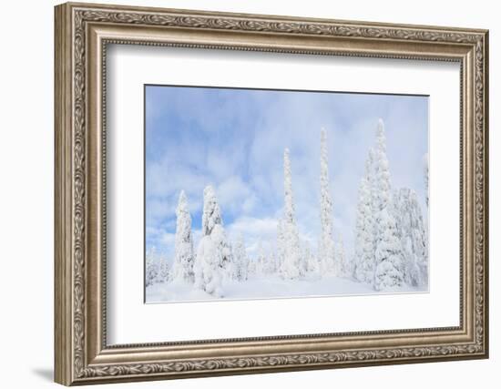 Snow Covered Trees, Riisitunturi National Park, Lapland, Finland-Peter Adams-Framed Photographic Print