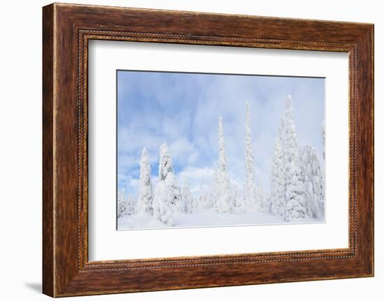 Snow Covered Trees, Riisitunturi National Park, Lapland, Finland-Peter Adams-Framed Photographic Print