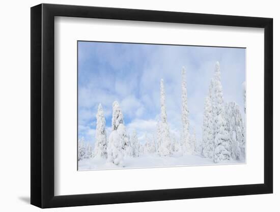 Snow Covered Trees, Riisitunturi National Park, Lapland, Finland-Peter Adams-Framed Photographic Print