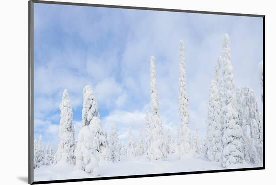 Snow Covered Trees, Riisitunturi National Park, Lapland, Finland-Peter Adams-Mounted Photographic Print