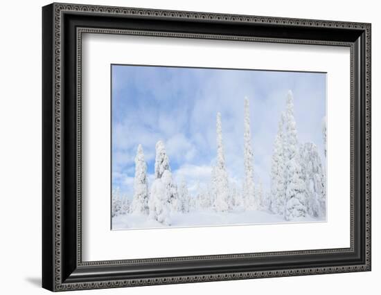 Snow Covered Trees, Riisitunturi National Park, Lapland, Finland-Peter Adams-Framed Photographic Print