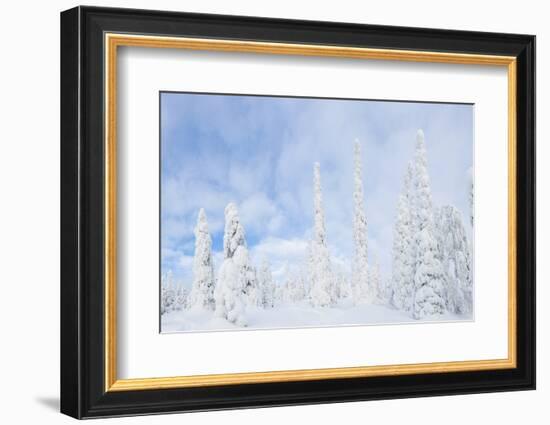 Snow Covered Trees, Riisitunturi National Park, Lapland, Finland-Peter Adams-Framed Photographic Print