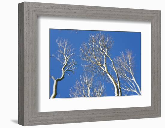 Snow Covered Trees, South Gloucestershire, England, UK-Peter Adams-Framed Photographic Print