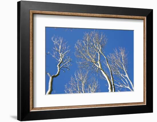 Snow Covered Trees, South Gloucestershire, England, UK-Peter Adams-Framed Photographic Print