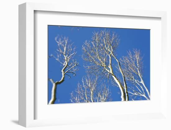 Snow Covered Trees, South Gloucestershire, England, UK-Peter Adams-Framed Photographic Print