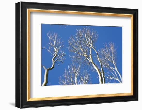 Snow Covered Trees, South Gloucestershire, England, UK-Peter Adams-Framed Photographic Print