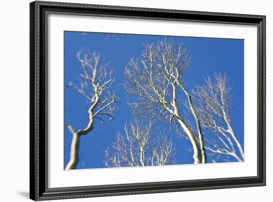 Snow Covered Trees, South Gloucestershire, England, UK-Peter Adams-Framed Photographic Print