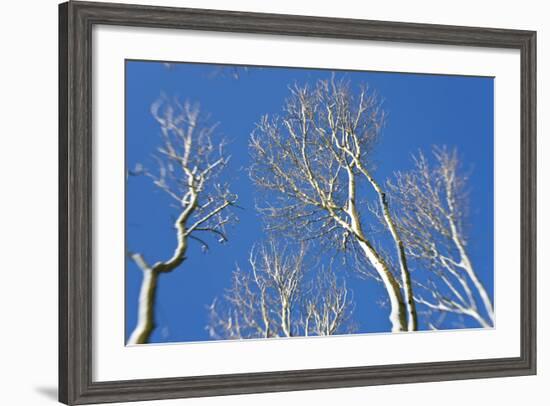 Snow Covered Trees, South Gloucestershire, England, UK-Peter Adams-Framed Photographic Print