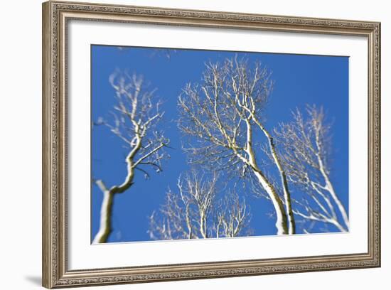 Snow Covered Trees, South Gloucestershire, England, UK-Peter Adams-Framed Photographic Print