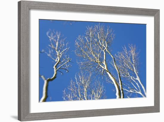 Snow Covered Trees, South Gloucestershire, England, UK-Peter Adams-Framed Photographic Print