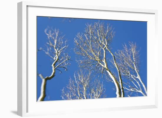 Snow Covered Trees, South Gloucestershire, England, UK-Peter Adams-Framed Photographic Print