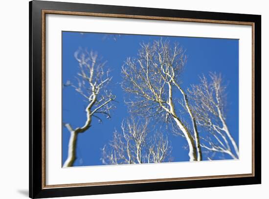 Snow Covered Trees, South Gloucestershire, England, UK-Peter Adams-Framed Photographic Print