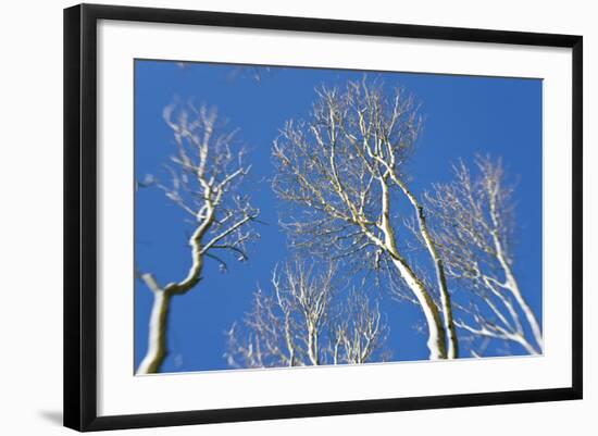 Snow Covered Trees, South Gloucestershire, England, UK-Peter Adams-Framed Photographic Print