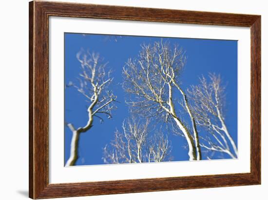 Snow Covered Trees, South Gloucestershire, England, UK-Peter Adams-Framed Photographic Print